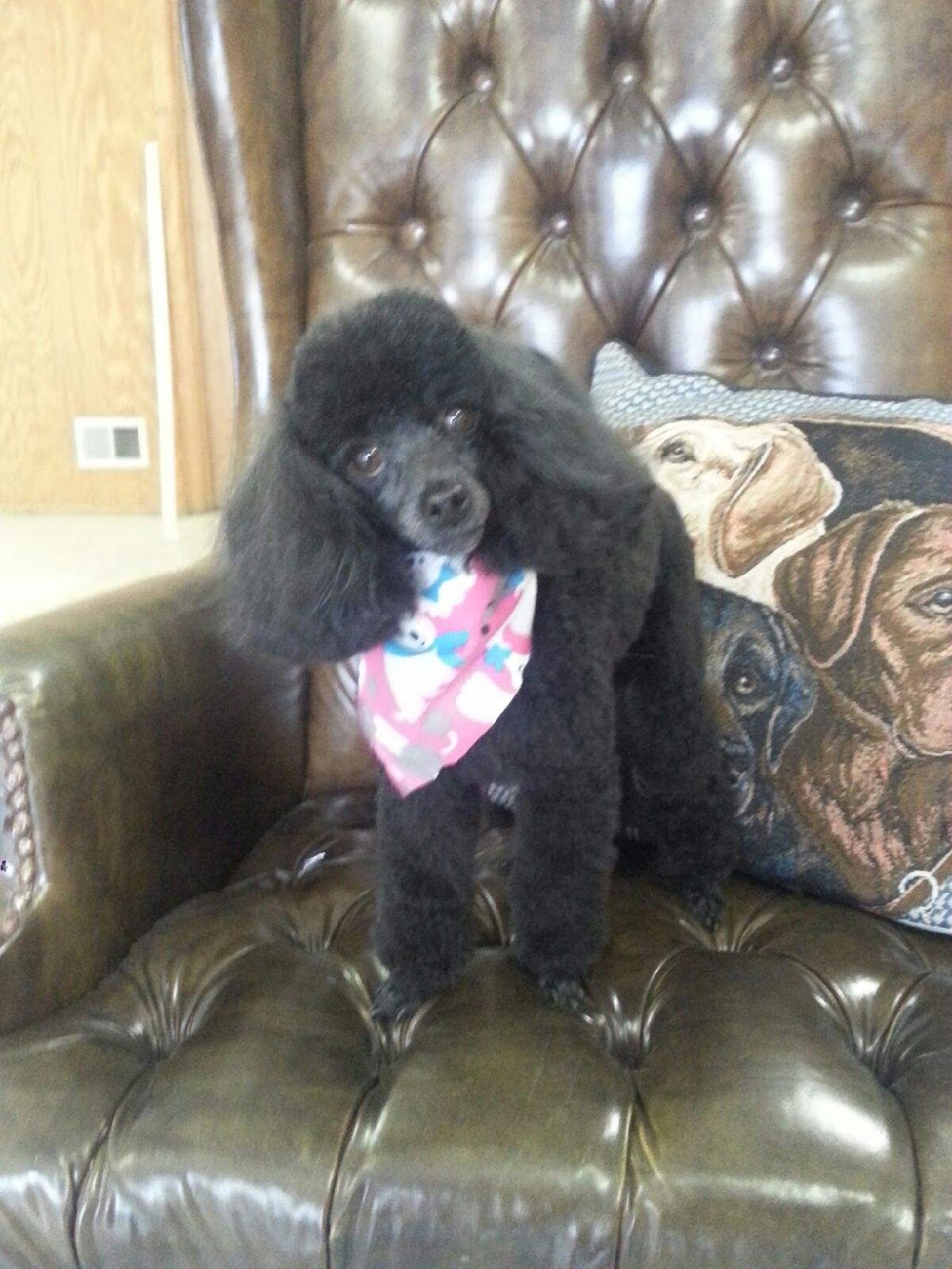 Doggie Stylez Grooming Salon